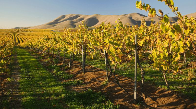 The vineyards of a winery in Santa Maria California